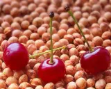 Pestki w wiśniówce: Ryzyko czy smak? Zrób bezpieczną nalewkę!